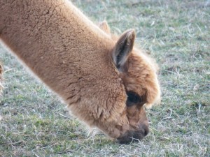 alpaca photos 4-13 016